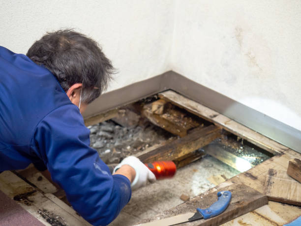 Best Fast Mold Removal  in Stanford, CA