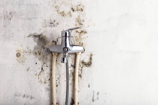 Best Mold Cleaning Services  in Stanford, CA