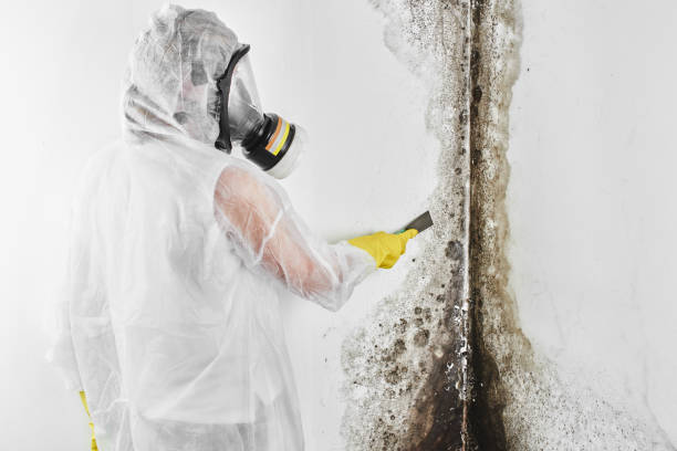 Best Commercial Mold Removal  in Stanford, CA