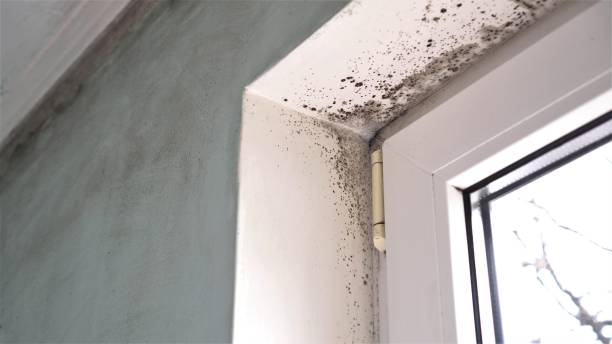 Best Same-Day Mold Removal  in Stanford, CA