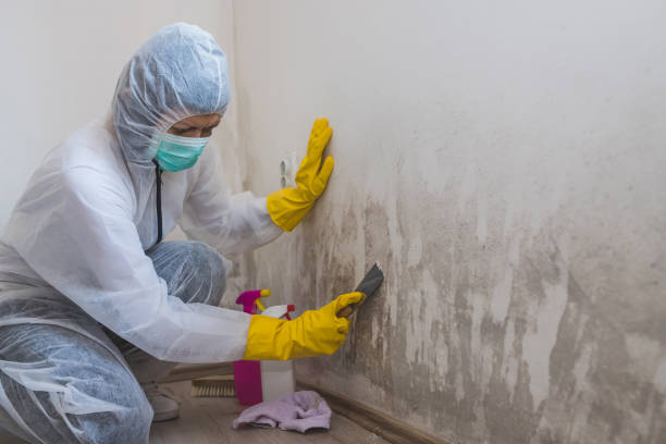 Best Toxic Mold Removal  in Stanford, CA