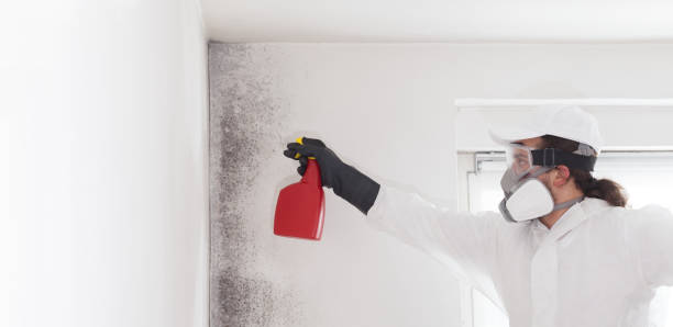 Trusted Stanford, CA Mold Removal Experts