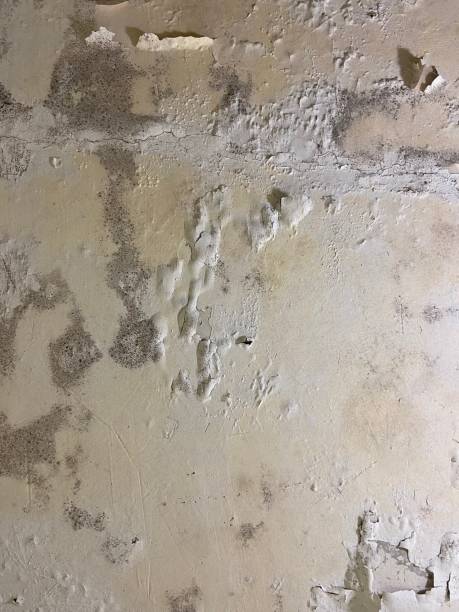 Best Best Mold Removal Companies  in Stanford, CA