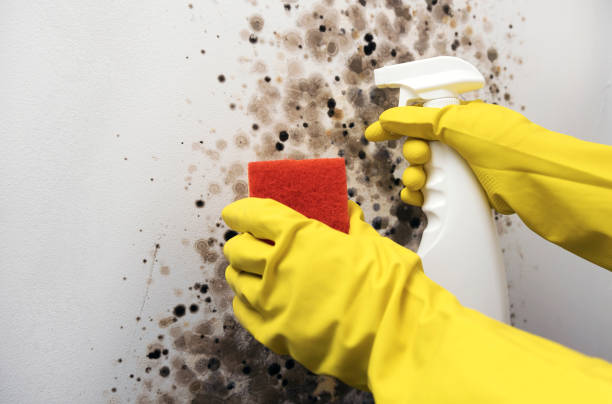 Best Mold Damage Repair  in Stanford, CA