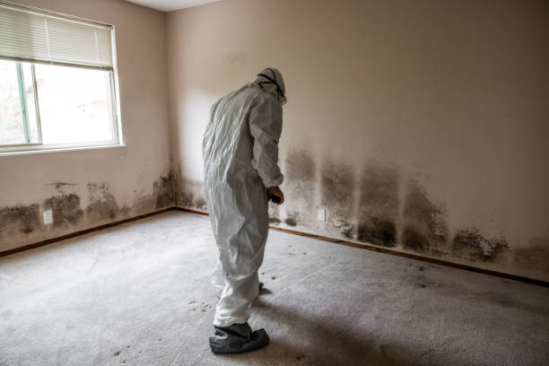Best Black Mold Removal  in Stanford, CA