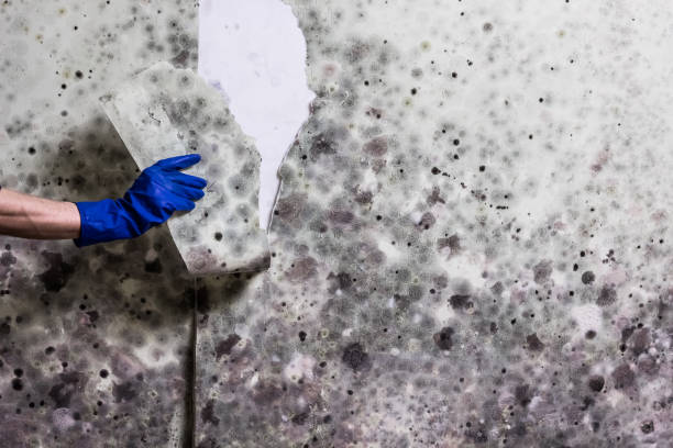 Mold Removal Process in Stanford, CA