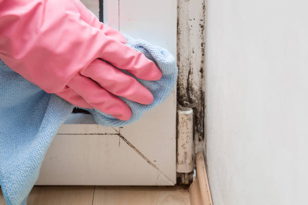 Best Emergency Mold Removal  in Stanford, CA