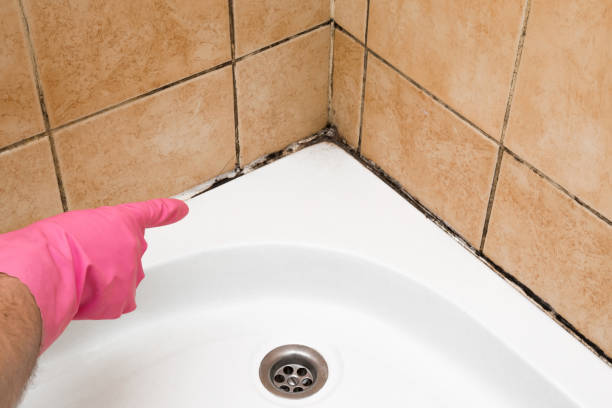 Best Fast Mold Removal  in Stanford, CA